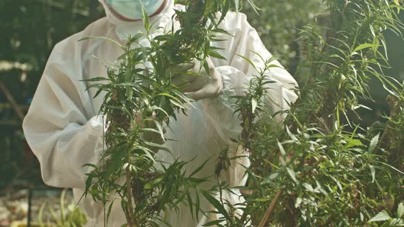 Close Up Officials Harvesting Marijuana Flowers