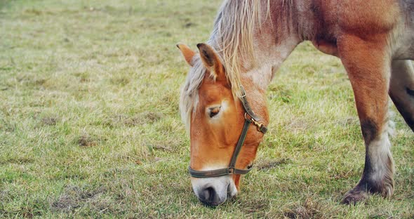 Beautiful red-haired brown horse eats grass