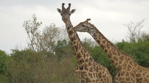 Two giraffes in Maasai Mara