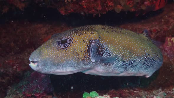 Blue spotted pufferfish swimming on coral reef