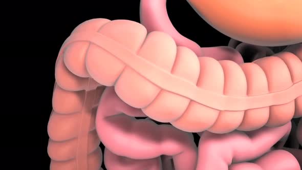 3D animation rotational animation showing the male colon