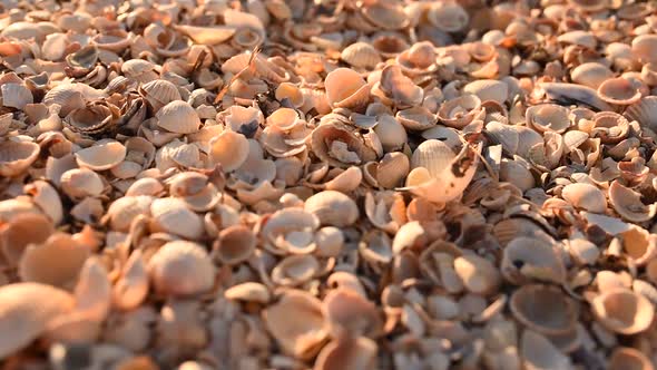 Sea Shells on Sunny Sand Beach