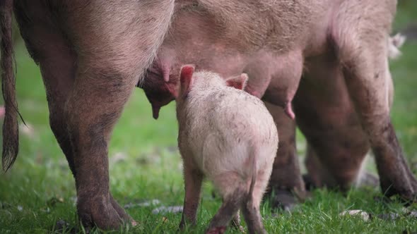 A piglet eating from its mother