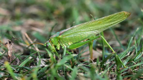 Big Green Locust Female Lays Eggs