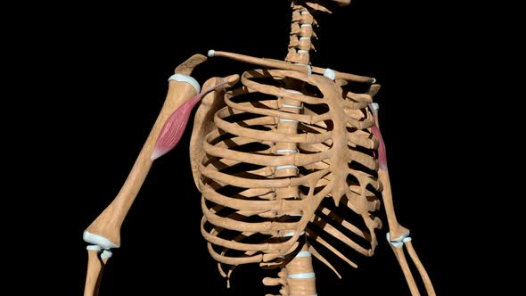 Coracobrachialis Muscles On Skeleton