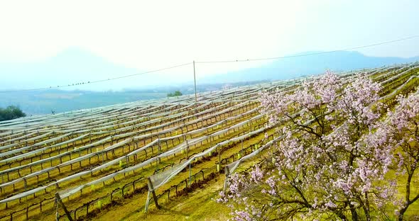 Vine Rows on Wide Slope Field and Blossoming Peach Trees