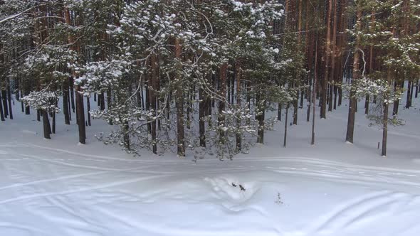 Flight Over a Taiga Forest in Winter