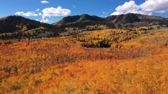 Wide panning aerial view flying over colorful Autumn landscape in Utah