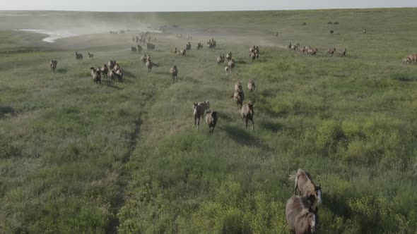 Wild Horses Running Dust From Under the Hooves