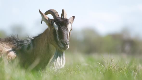 Domestic Milk Goat with Long Beard and Horns Resting on Green Pasture Grass on Summer Day