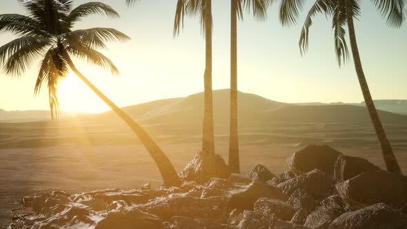 Palms in Desert at Sunset