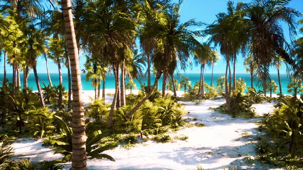 Palm Beach In Tropical Idyllic Paradise Island