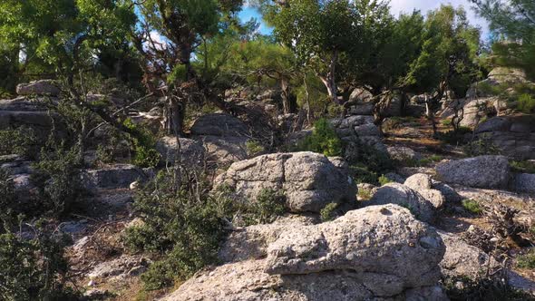 Evergreen Trees Growing Among Rocks