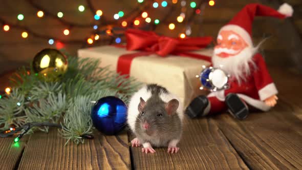 Cute Pet Rat in New Year's Decor