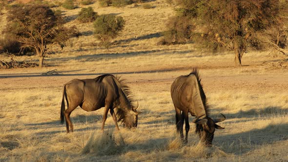 Blue Wildebeest Grazing - Kalahari Desert