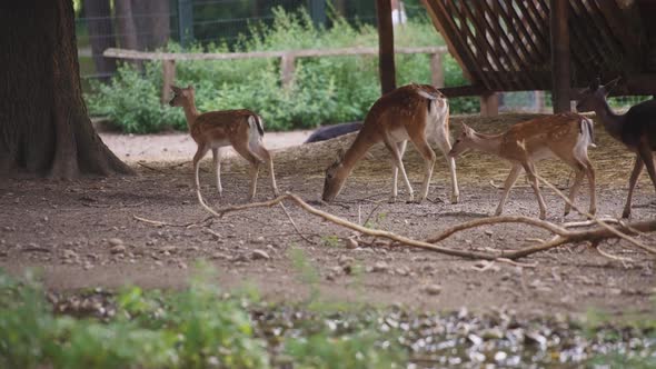 Young deers walking in the city zoo