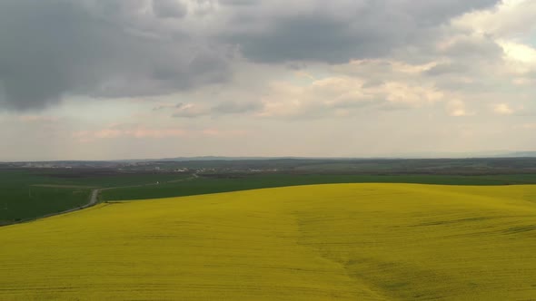 Rapeseed Plantations Under Cloudy Sky 12