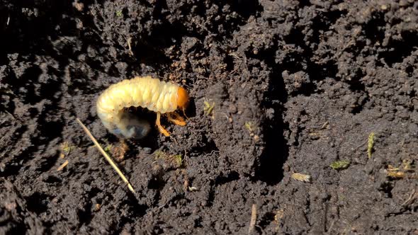 Close Up of Chafer Beetle Larvae Grubs in the Soil
