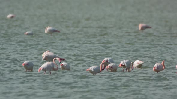 flamingo bird nature wildlife reserve delta ebro lagoon