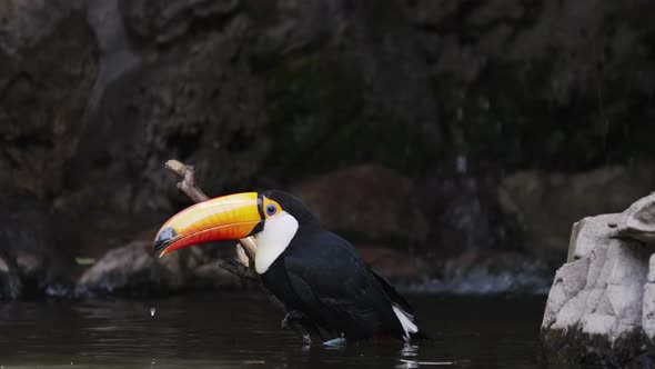 Toco Toucan bathing in water and grooming itself, medium static shot