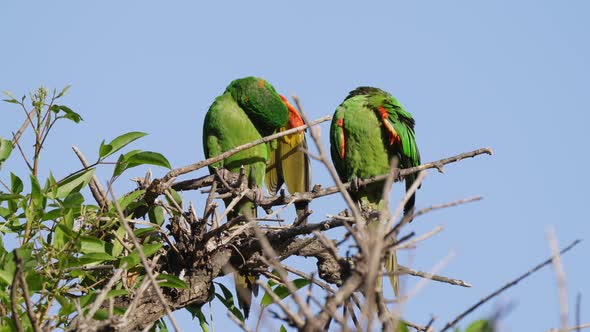 A couple of white-eyed conure; psittacara leucophthalmus preening its beautiful plumage side by side