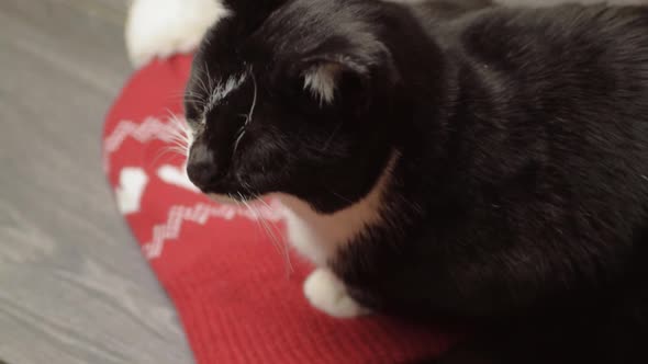 Cosy black and white cat resting on a knitted winter hat