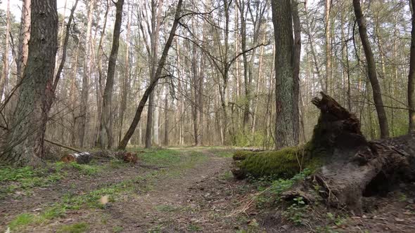 Aerial View of the Road Inside the Forest