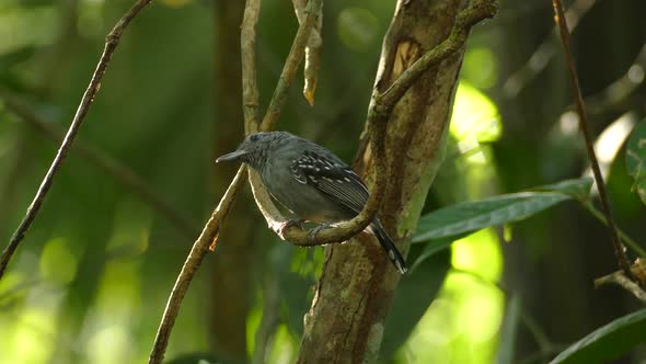 Close-up of a Black-Crowned Antshrike in tropical rainforest.