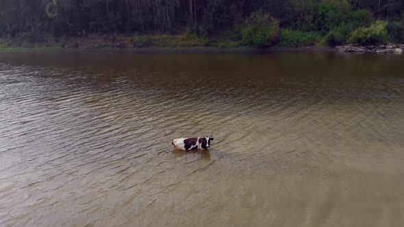 The Drone Flies Up to a Cow That Climbed Into the Water the Cow Came to the Watering Hole and