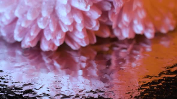 Beautiful Colorful Flower Covered with Dew