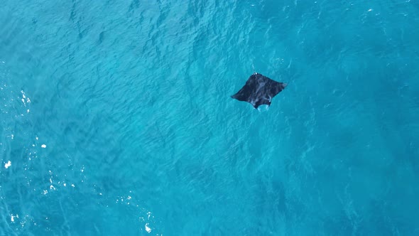 Large marine Manta Ray glides effortlessly through the turquoise water of a tropical island on the G