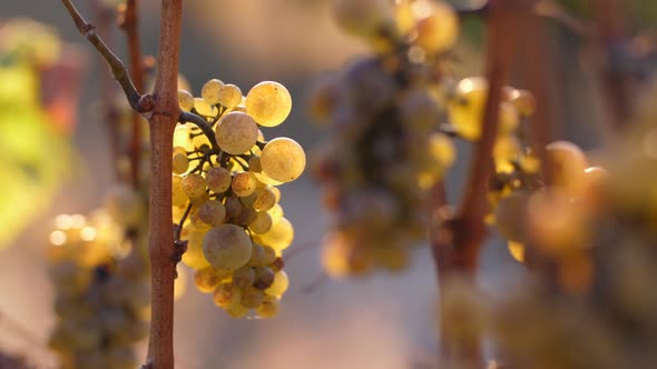 Noble Grapes