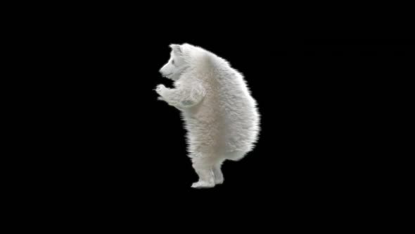 123 White Bear Dancing HD