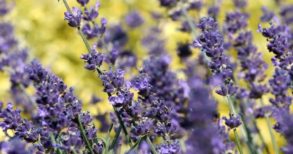 summer lavender flowering in garden