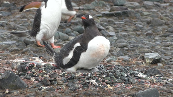 Penguins in Antarctica. A lot of penguins resting on the gravel mounds.  Antarctic Peninsula.