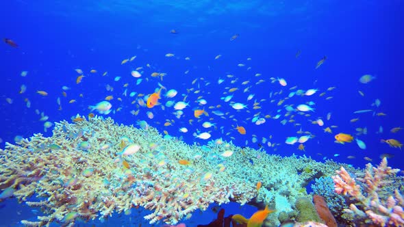 Tropical Fish Corals Marine Reef