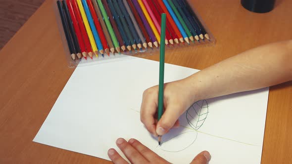 Children's Hands Draw Green Leaves on the Stem with a Pencil Closeup