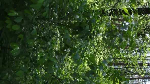 Vertical Video Aerial View Inside a Green Forest with Trees in Summer