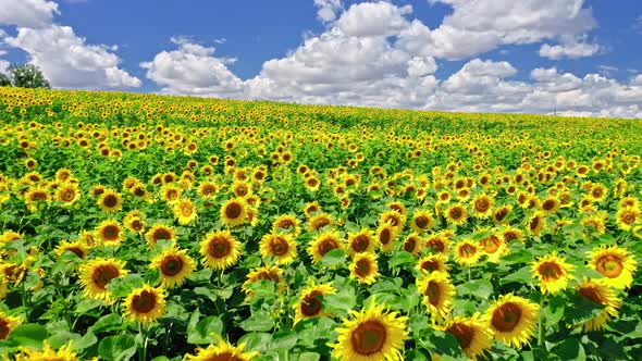 Stunning sunflower field in summer, aerial view of Poland