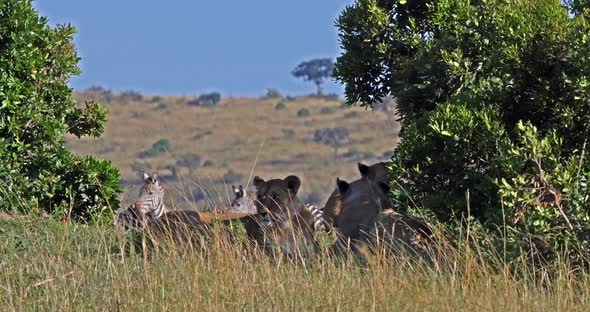 African Lion, panthera leo, Female hunting, Herd of Burchell Zebras, Tsavo Park in Kenya