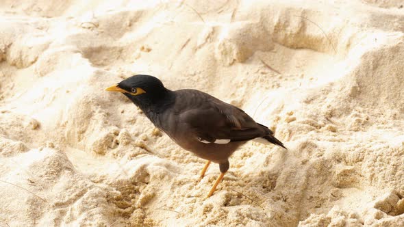 Common Myna - Acridotheres Tristis