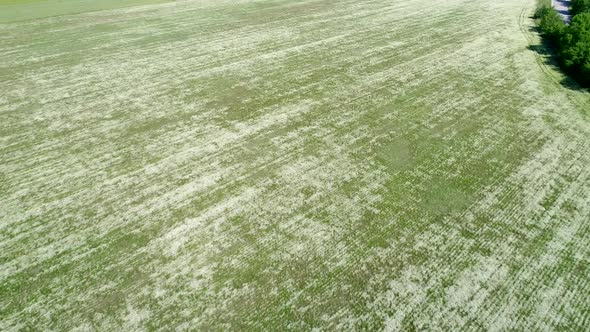 Aerial video of chamomile field. White daisies. Agriculture.