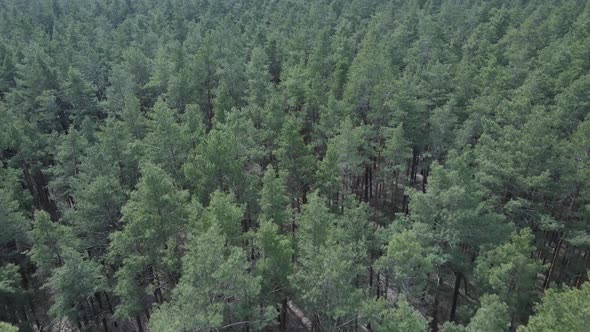 Green Pine Forest By Day Aerial View