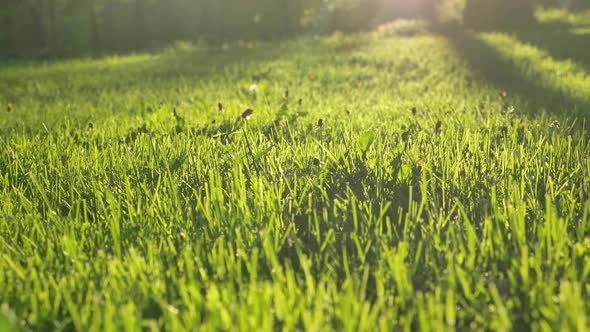 Green Grass Grows on Wide Meadow Under Bright Sunlight