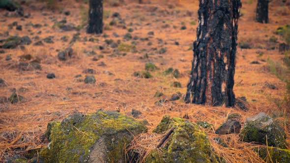 The soil of a pine forest with mossy rocks, also with lichens. Many pines needles cover the ground.