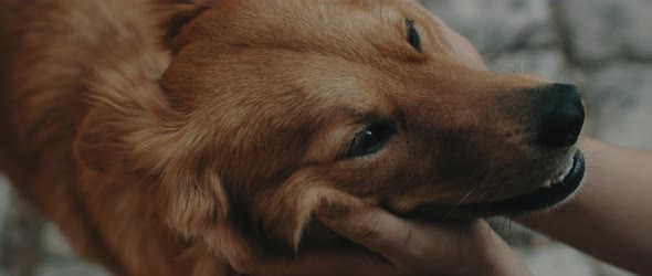 Close up of a person petting a golden retriever dog, happy smiling face