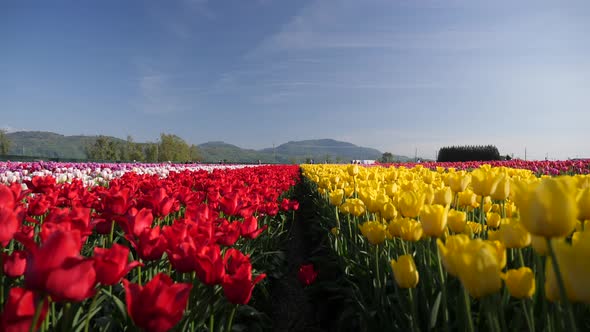 Red and yellow tulip flowers fields growing in rows of crops.