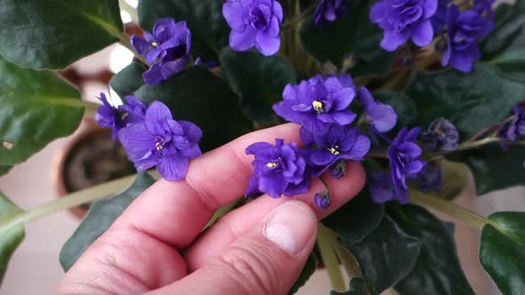 Purple Violet Flower In A Pot In The Living