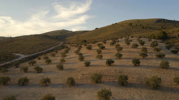 Flight Through an Olive Orchard on a Small Farm in the Early Morning