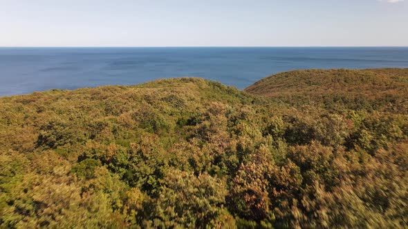 Autumn Forest Sea